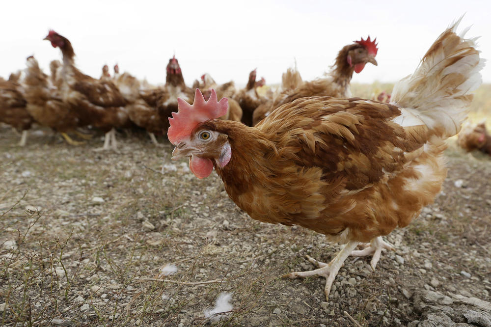 EVROPSKA PRAVILA PROPAST ZA UZGAJIVAČE ŽIVINE: Samo 25 posto farmi može da kokoškama obezbedi bolje uslove gajenja