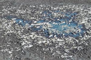 KATASTROFA U SLANOM JEZERU: Spaseno oko 1.000, a uginulo blizu 700 kilograma ribe!
