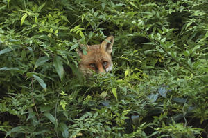 GRAĐANI NOVE VAROŠI U NEVERICI: Lisica opušteno prošetala centrom grada (FOTO)