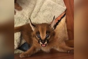 MALI KARAKAL DOZIVA MAJKU! Mladunac divlje mačke kada je gladan ima glas kao ptica! (VIDEO)