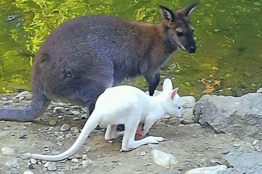 RETKA ATRAKCIJA U SKOPSKOM ZOO VRTU: Rodilo se albino kengurče!