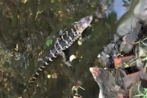 NEPRIJATNO IZNENAĐENJE: Izašla u dvorište, pa ugledala aligatora od jednog metra! (VIDEO)