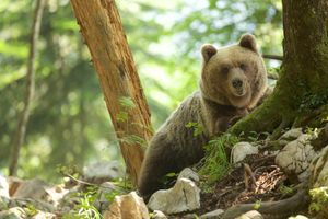 STANOVNICI PRIŠTINE U PANICI: Medved viđen kako slobodno šeta parkom, uterao im strah u kosti, jure ga ceo dan