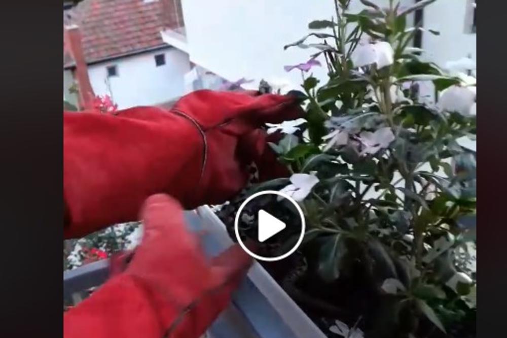 ŠOK SNIMAK IZ VLADIČINOG HANA! Žena je zalivala cveće na terasi i našla nešto što je svim komšijama UTERALO STRAH U KOSTI! (VIDEO)