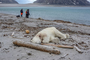 RUŽNE SLIKE SA SEVERA: Polarni medved ubijen kada je nasrnuo na turiste