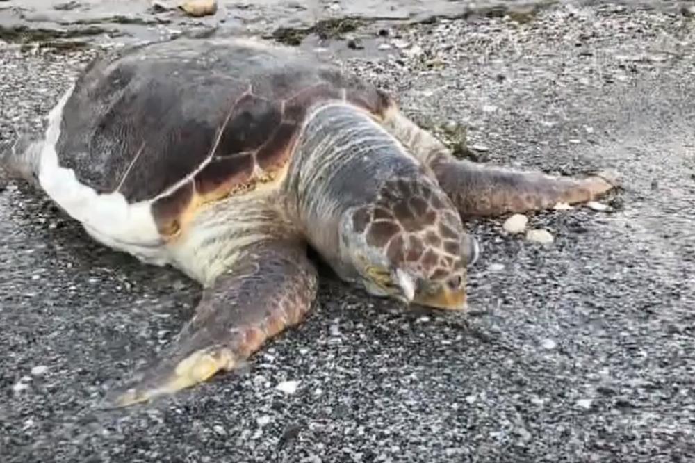 NA PLAŽAMA NAIŠLI NA REKORDAN BROJ UGINULIH MORSKIH KORNJAČA: Ova pojava mogla bi da ima zastrašujuće posledice i po ljude, a evo ko je glavni krivac! (VIDEO)