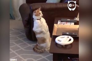ČOVEK JE UZEO ŠARENO ĆEBE I BACIO NA POD! Reakcija njegove mačke je potpuni URNEBES! (VIDEO)