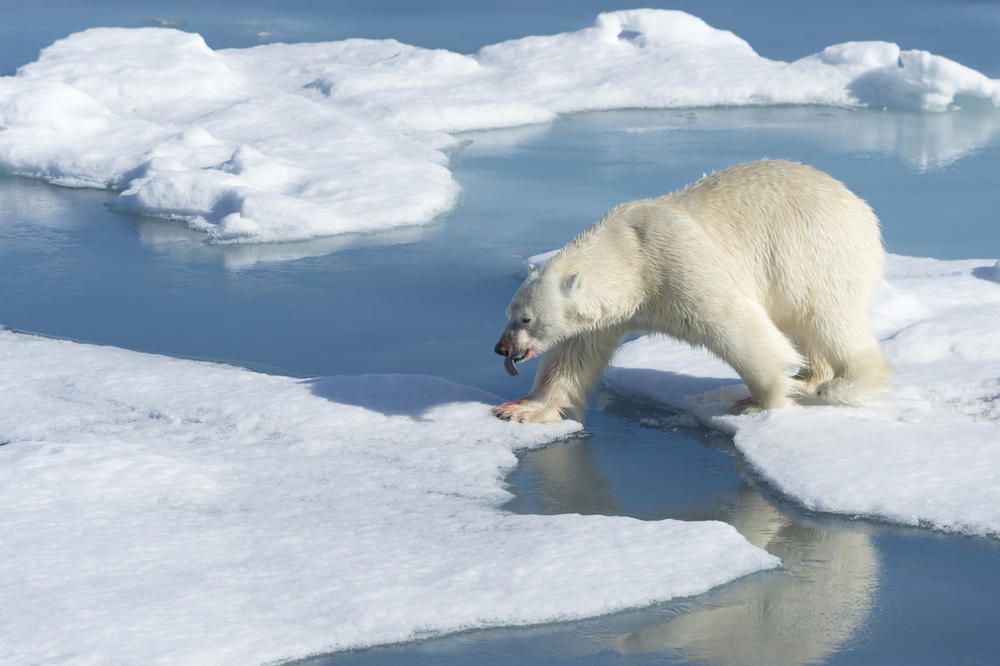 VODIČ UBIO ARKTIČKOG DIVA U SAMOODBRANI, NORVEŽANI POLUDELI: Šta si tražio na teritoriji polarnih medveda!