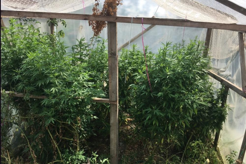 U BARU UHAPŠEN BELORUS: U njegovom dvorištu otkriven plastenik sa marihuanom!