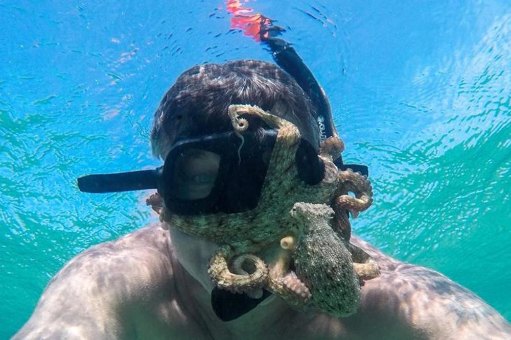 IZNENAĐENJE U MORU: Ronio blizu obale, pa mu se hobotnica obmotala oko maske (VIDEO)