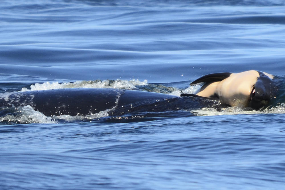 OČAJNA MAJKA NE PRESTAJE DA NOSI MRTVO MLADUNČE: Čitavo jato kitova u žalosti baca novo svetlo na ove ugrožene životinje!
