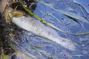 STRAVIČNI PRIZORI IZ NEMAČKE: Zbog ekstremnih vrućina u jezerima i rekama tone uginule ribe! (VIDEO