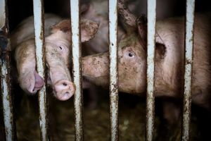 ALARMANTNO U BUGARSKOJ: Pojavio se svinjski grip, uspostavlja se karantin oko sela blizu Rumunije