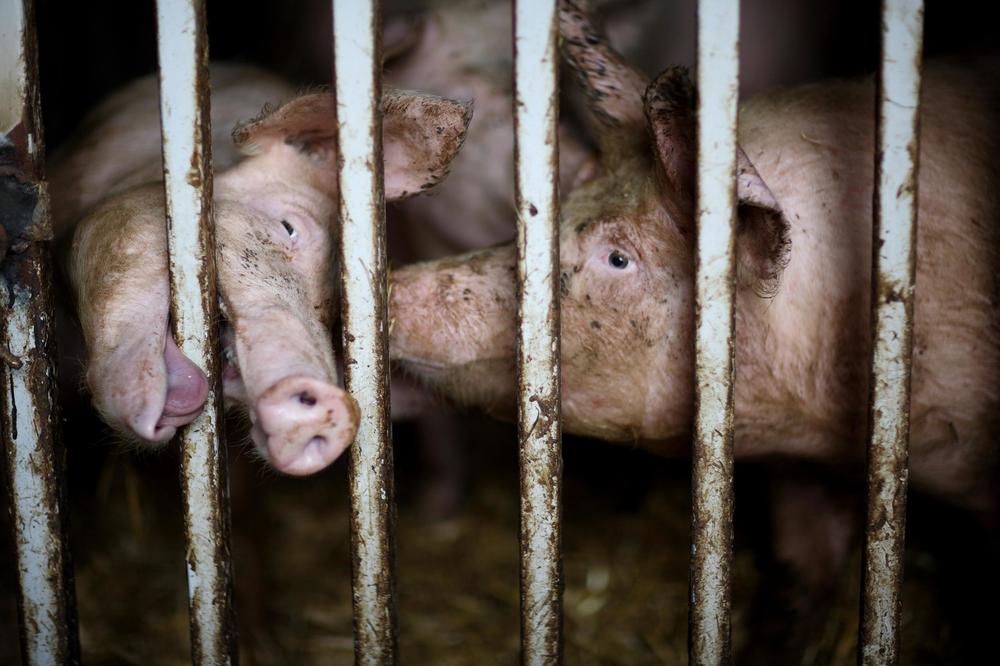 OPAKA BOLEŠTINA NA VRATIMA SRBIJE: Afrička svinjska kuga u Rumuniji ubila 49.000 životinja, a širi se sve brže!