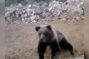 RADNIK OVO NIJE OČEKIVAO, ZVER IZ ŠUME JE SVE IZNENADILA! Bio je sam na bageru, a medved je želeo baš na njega da se popne (VIDEO)