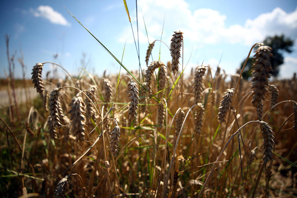 pšenica, suša, žito