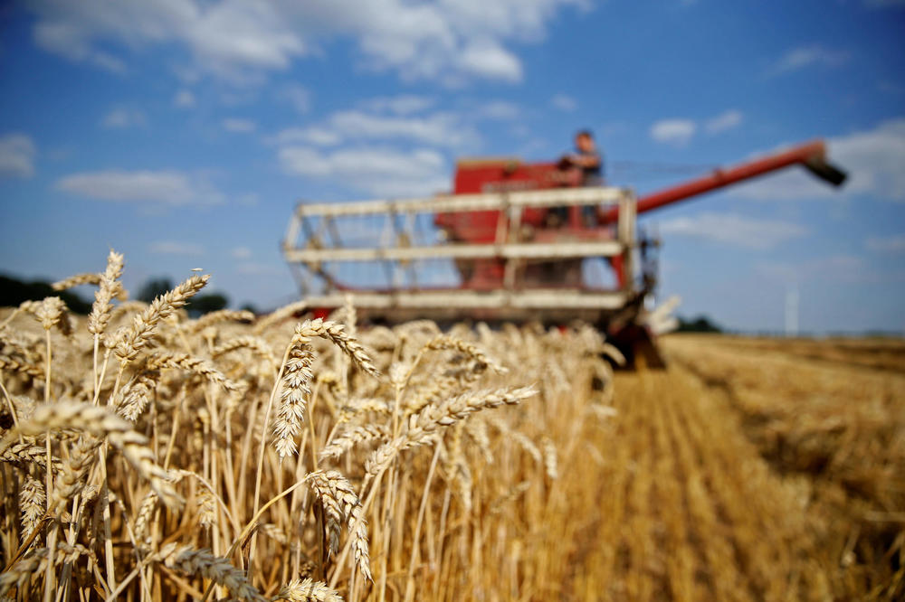 pšenica, žito, žetva, suša