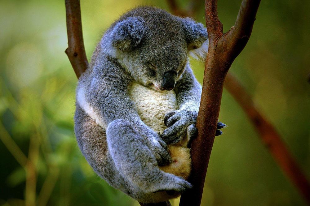 UŽASNA VEST IZ AUSTRALIJE: Koale su pred izumiranjem, nema ih dovoljno za sledeću generaciju!