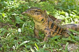 PANIKA NA FLORIDI: Najezda opasnih guštera na jugu Amerike!