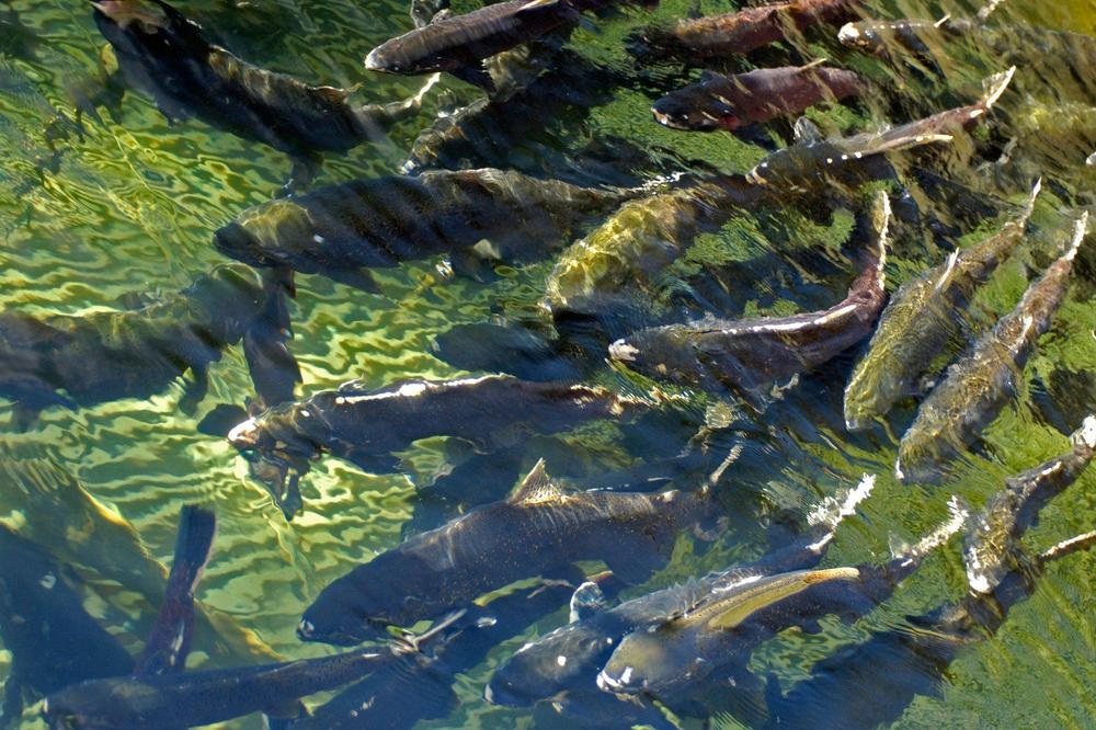 DUGO PUTOVANJE KUĆI: Kalifornijski lososi umesto da plivaju, kamionima prelaze kilometarski dug put do okeana
