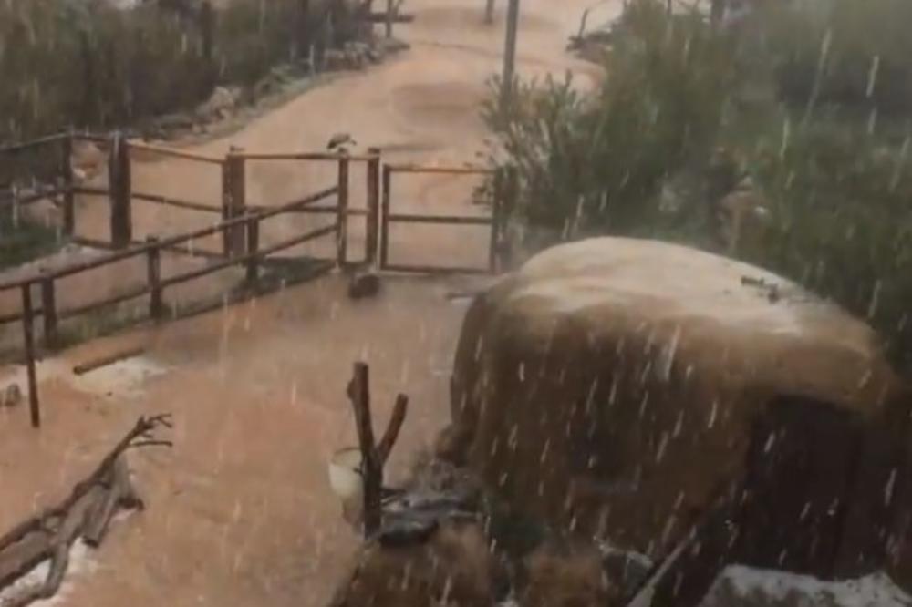 HAOS POSLE GRADA U KOLORADU: Panično bežali od leda veličine teniske lopte, stradale životinje u zoološkom vrtu (VIDEO)