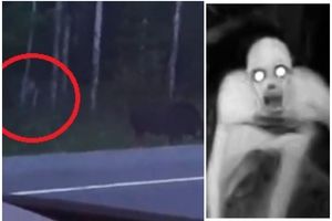 JEZIVO MISTERIOZNO BIĆE SNIMLJENO U KANADI: Čovekoliko čudovište Rejk, moguće uhvaćeno kamerom, niko ne zna šta je tačno! (VIDEO)