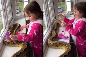 KAD NEMAŠ DRUGARICU, DOBAR JE I PITON! Trogodišnja devojčica se igra sa gigantskom zmijom! OVO SE NE VIĐA SVAKI DAN (VIDEO)