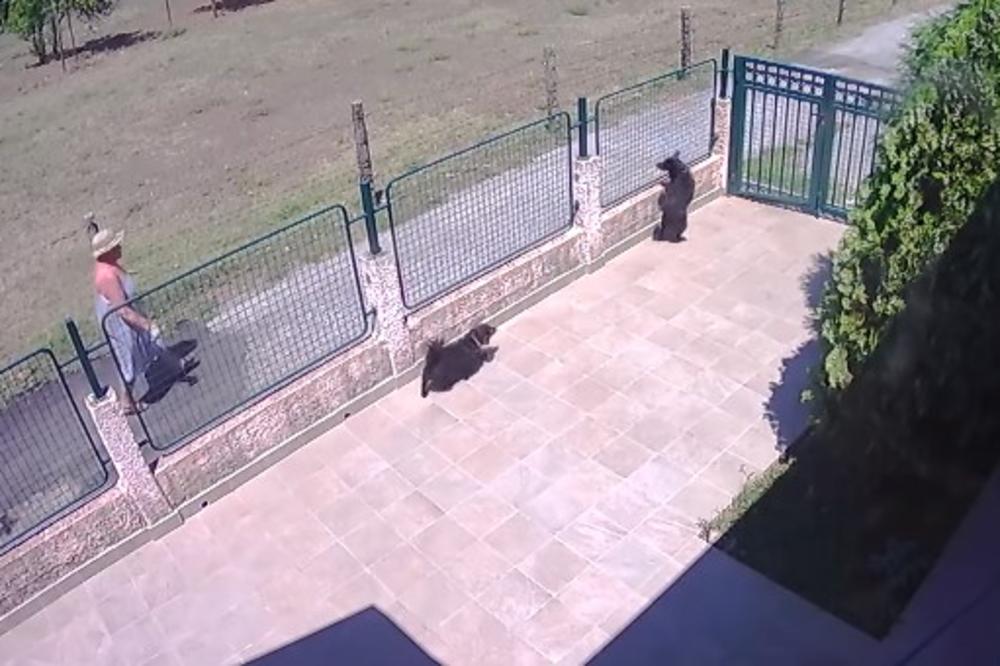 SNIMAK OTKRIO KOMŠINICU MONSTRUMA: Crnogorka otrovala psa iz susednog dvorišta, PA GLEDALA KAKO UMIRE U MUKAMA (VIDEO)