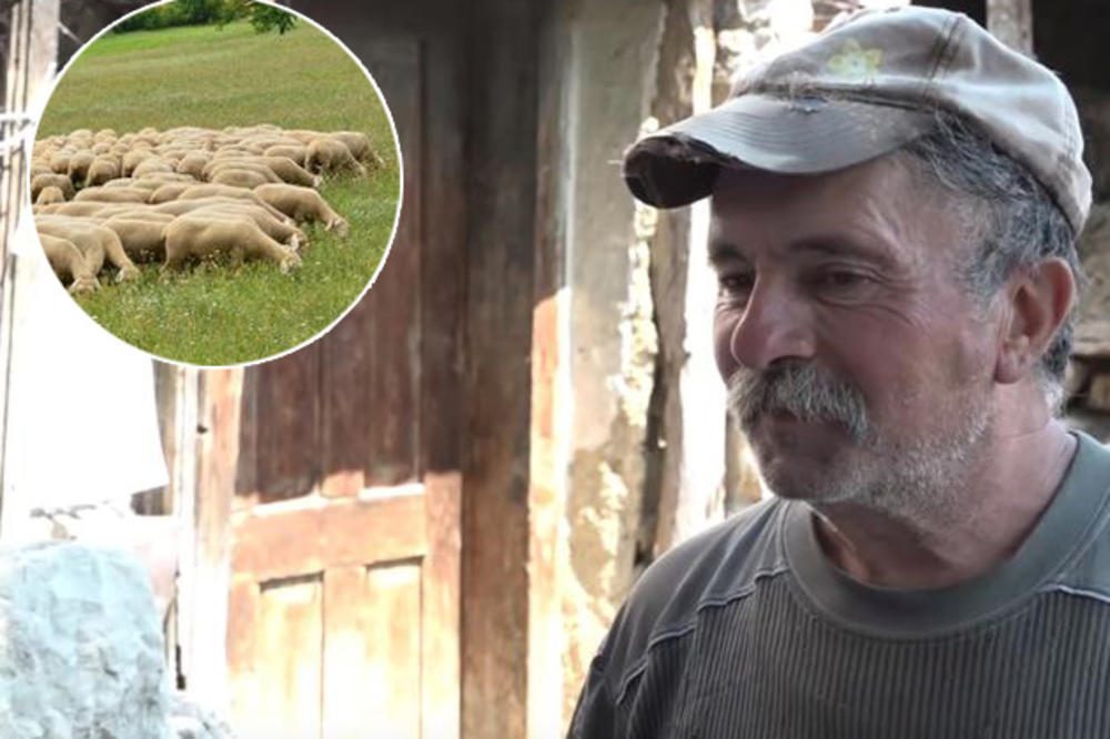 ZANEMEO OD ŠOKA! U SEKUNDI JE OSTAO BEZ STADA: Milenko pustio ovce na ispašu, nekoliko sekundi kasnije zatekao je JEZIV PRIZOR! (UZNEMIRUJUĆI VIDEO)