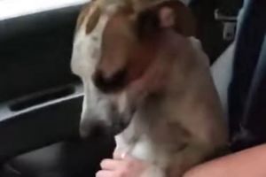 SPASLA KUCU, PA POČELA DA PLAČE: Ono što je pas tada uradio, smekšava i najtvrđa srca (VIDEO)