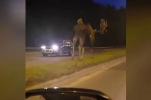 SAN ILI STVARNOST? NEĆETE VEROVATI SVOJIM OČIMA: Ogromna životinja se uključila u saobraćaj usred noći, VOZAČI U ŠOKU! (VIDEO)