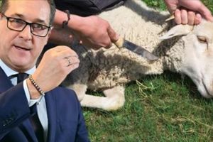 AUSTRIJA ZABRANILA KLANJE PO KUĆAMA: Pred Kurban bajram doneta specijalna uredba, o ubijanju životinja!