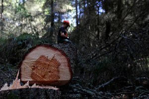 UŽAS U BISTRICI KOD BIJELOG POLJA: Sekao drva za ogrev, ubilo ga stablo!