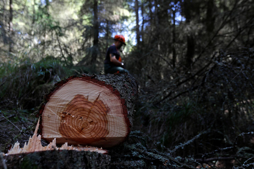 UŽAS U BISTRICI KOD BIJELOG POLJA: Sekao drva za ogrev, ubilo ga stablo!