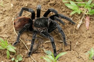 OPASNI PAUKOVI OPSEDAJU AUSTRIJU: Tarantula sve više, za sve su krive klimatske promene