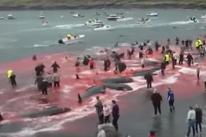 POČETAK KRAJA KRVAVE TRADICIJE Farska ostrva ograničila lov na delfine i kitove!