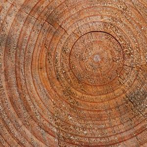 REKORDER LICITACIJE: U Hrvatskoj je prodato drvo dugačko 11,5 metara i