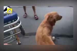 OVO JE PRAVA LJUBAV! Pas nije hteo da se odvoji od vlasnika koga su prevozili u bolnicu! (VIDEO)