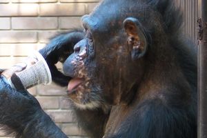 SLAVLJE U BEO ZOO-VRTU: Majmunica Monika proslavila 20. rođendan, šimpanze se častile sladoledom! Dobile i nove lopte, pogledajte kako se igraju (VIDEO)