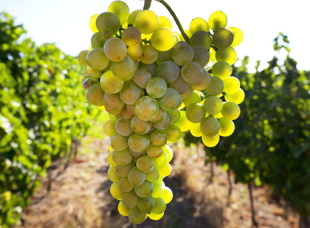 grožđe, vinograd, avg 2018