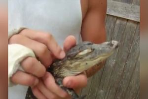 NE, OVO NIJE MALA MACA! Ovo je beba aligatora koja mnogo voli da se češka i mazi! (VIDEO)