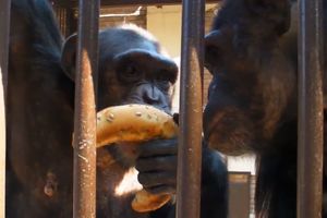 JOVA PROSLAVIO 21. ROĐENDAN: Šimpanze se častile kiflama, suvim grožđem i crnom čokoladom! (VIDEO)