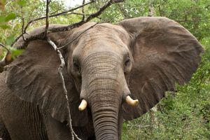 TRAGEDIJA NA ODMORU: Nemica htela da uslika slona, on je pregazio
