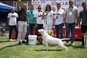 PAS IZ SRBIJE POSTAO PRVAK SVETA: Lepotan iz Prokuplja pobedio u konkurenciji od 39.000 pasa!