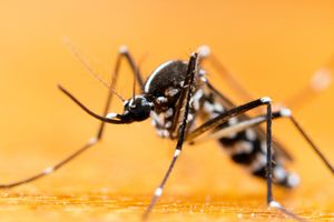 EVO ZAŠTO VAS NAJVEĆE KRVOPIJE NE OSTAVLJAJU NA MIRU! Naučnici otkrili šta je to u ljudskoj krvi što privlači komarce