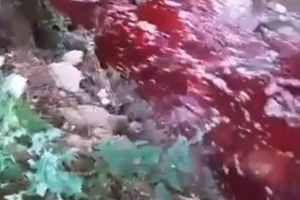 GRAĐANI PRIŠTINE U ŠOKU, REKA OBOJENA U CRVENO: Krv potekla u blizini stambenih kuća, stanari besni na obližnje klanice (VIDEO)