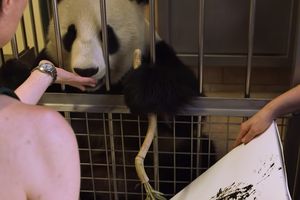 NAJSLAĐI UMETNIK U AUSTRIJI: Bečki zoološki vrt predstavio PANDU koja slika! Oduševiće vas! (VIDEO)