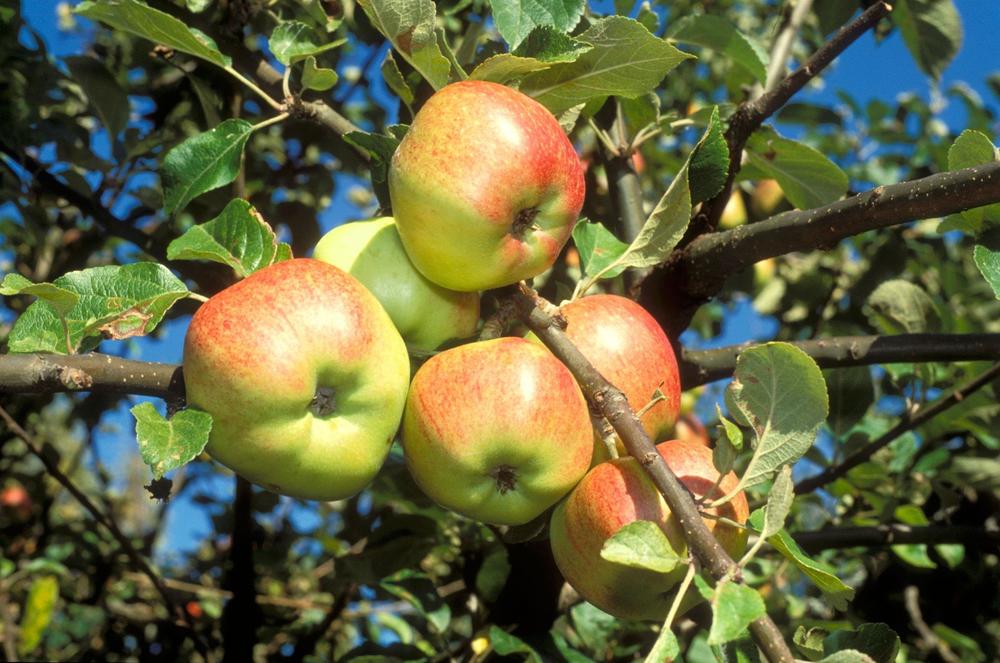 jabuka, jabuke, voće, drvo, jabuka na drvetu