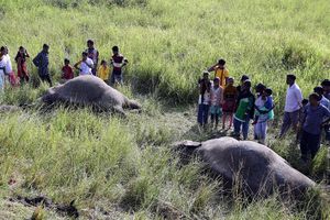 POKOLJ U BOCVANI: 90 slonova ubijeno i iskasapljeno zbog kljova! NAJVEĆI MASAKR IKAD!