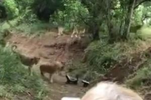 NI ČOPOR LAVOVA IM NE MOŽE NIŠTA! Dva jazavca pobedila čitavu familiju zveri! (VIDEO)